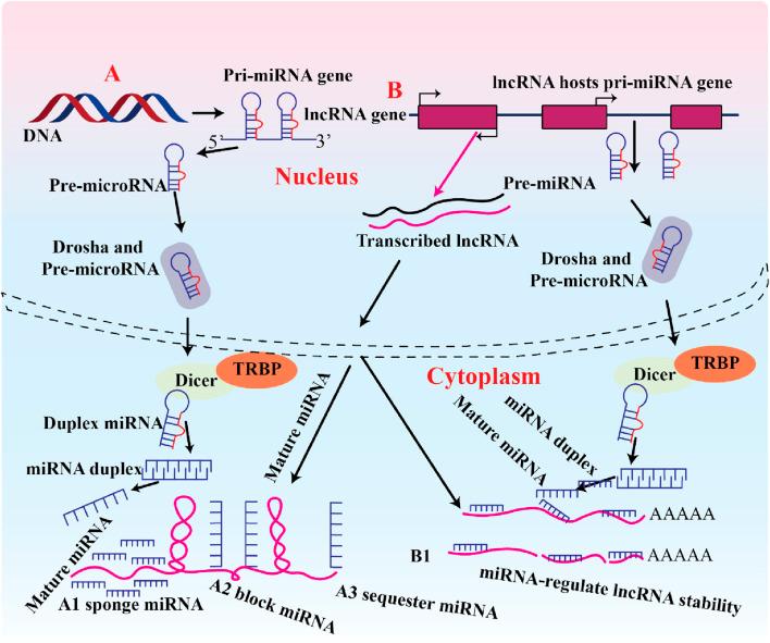 https://cdn.ncbi.nlm.nih.gov/pmc/blobs/3c1a/12129789/4ad022ffedcf/fmolb-12-1587124-g002.jpg