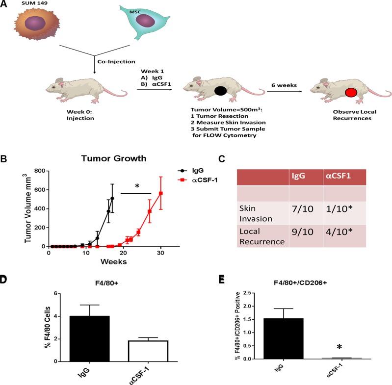 https://cdn.ncbi.nlm.nih.gov/pmc/blobs/3c1c/5347707/cd021876eb3b/oncotarget-07-82482-g005.jpg