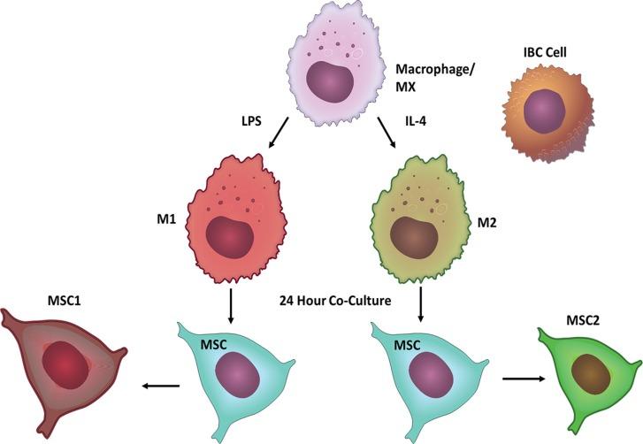 https://cdn.ncbi.nlm.nih.gov/pmc/blobs/3c1c/5347707/e11d0dca5f60/oncotarget-07-82482-g001.jpg