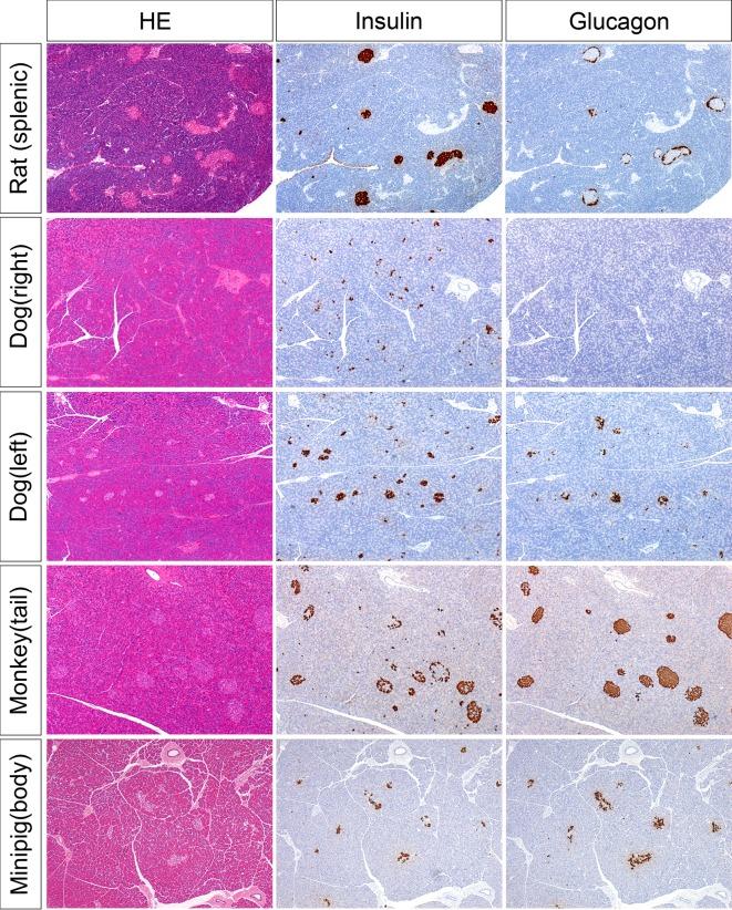 https://cdn.ncbi.nlm.nih.gov/pmc/blobs/3c1e/4963614/69440167a16f/tox-29-147-g003.jpg