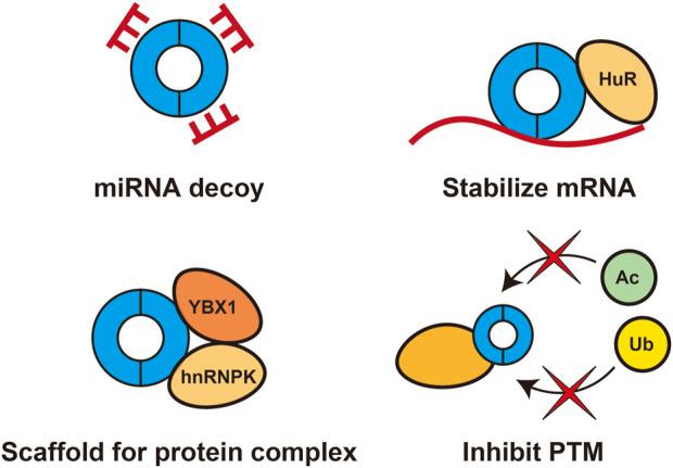 https://cdn.ncbi.nlm.nih.gov/pmc/blobs/3c1e/9712786/8fd501a2fa4b/fcell-10-1023332-g001.jpg