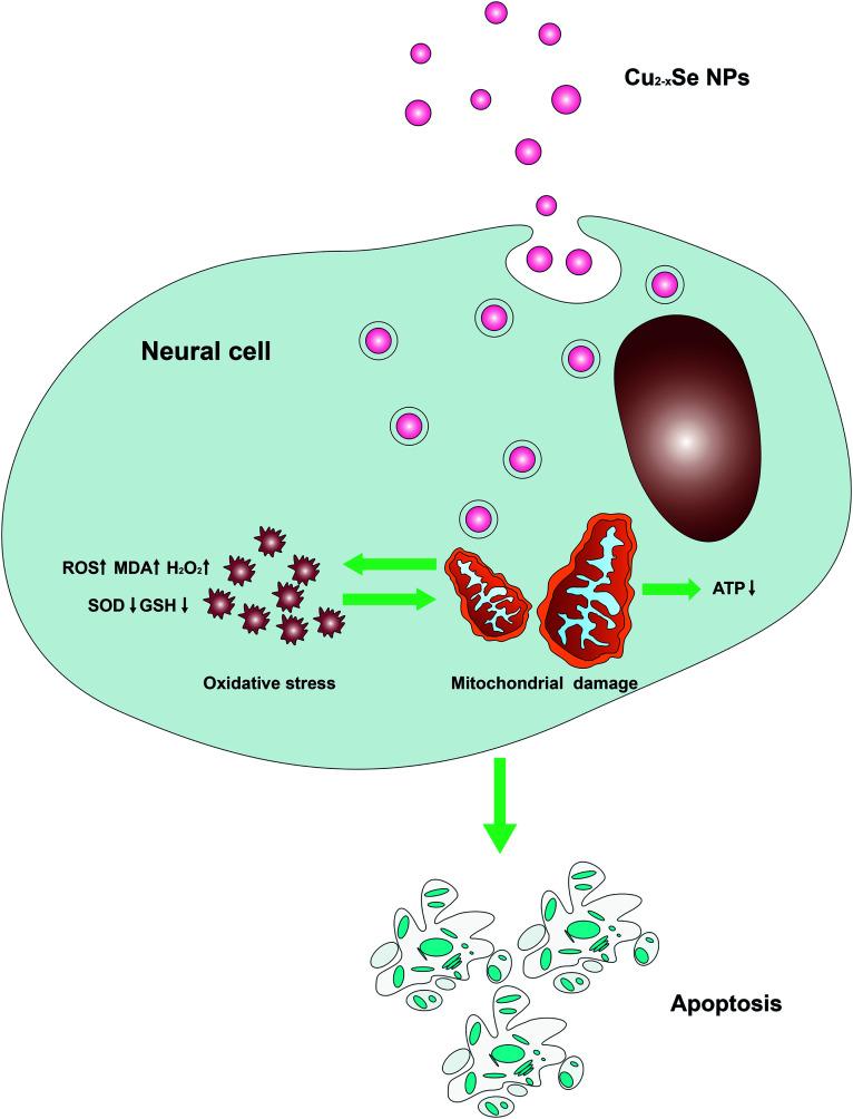 https://cdn.ncbi.nlm.nih.gov/pmc/blobs/3c22/9075139/62a80cebbf06/c9ra06245a-f8.jpg