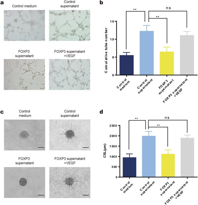 https://cdn.ncbi.nlm.nih.gov/pmc/blobs/3c23/6030162/abb37ae0e72f/41419_2018_790_Fig5_HTML.jpg