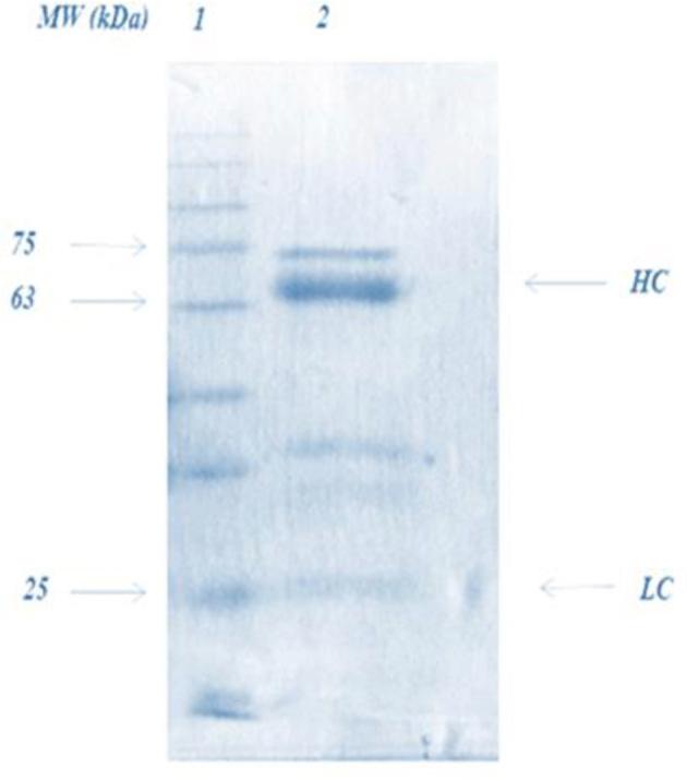 https://cdn.ncbi.nlm.nih.gov/pmc/blobs/3c24/7587780/9af8c86b272c/gr1.jpg