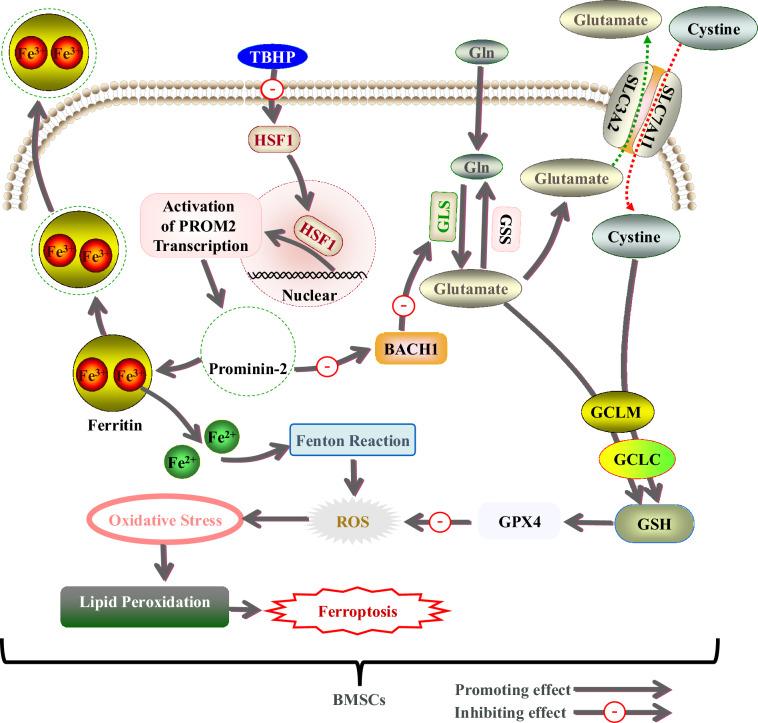 https://cdn.ncbi.nlm.nih.gov/pmc/blobs/3c25/12042394/e175c2b076a4/13287_2025_4326_Fig9_HTML.jpg
