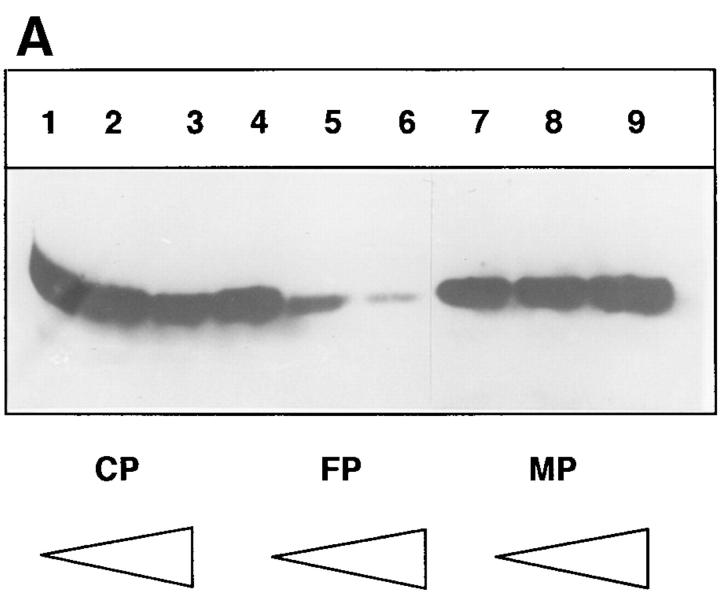 https://cdn.ncbi.nlm.nih.gov/pmc/blobs/3c26/2193078/29d903e30f58/JEM982169.f2a.jpg