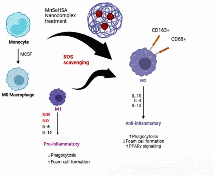 https://cdn.ncbi.nlm.nih.gov/pmc/blobs/3c27/11512392/4b7e981e6197/viruses-16-01563-g003.jpg