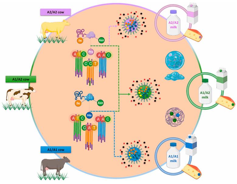 https://cdn.ncbi.nlm.nih.gov/pmc/blobs/3c28/11053430/6e8a8faf3d41/vetsci-11-00172-g001.jpg