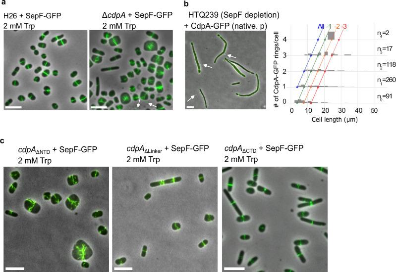 https://cdn.ncbi.nlm.nih.gov/pmc/blobs/3c31/12126565/618ec8165401/41467_2025_60079_Fig6_HTML.jpg
