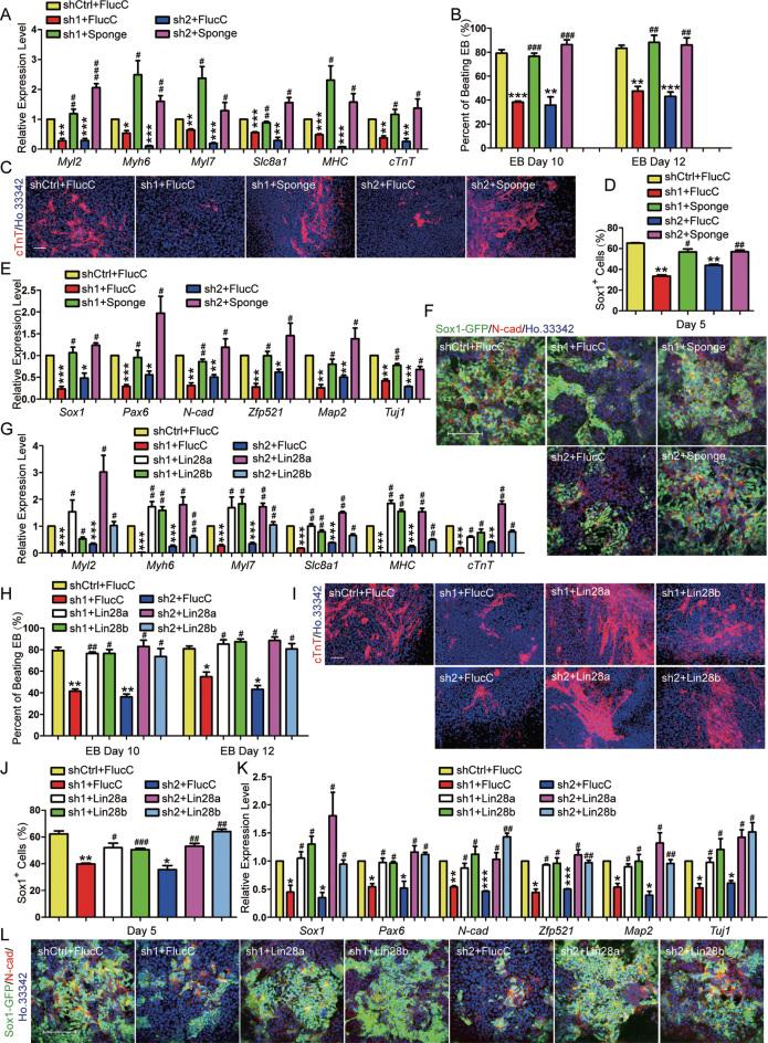 https://cdn.ncbi.nlm.nih.gov/pmc/blobs/3c31/5934679/1cf2fdd497f4/gky130fig5.jpg