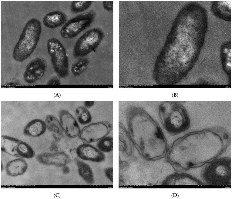 https://cdn.ncbi.nlm.nih.gov/pmc/blobs/3c32/10974988/cbf02b21fd9e/molecules-29-01413-g005.jpg
