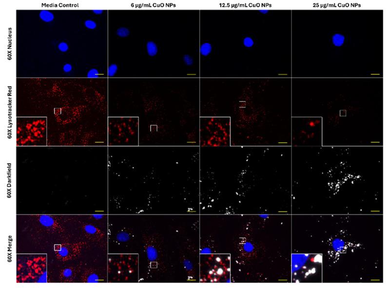 https://cdn.ncbi.nlm.nih.gov/pmc/blobs/3c34/12428783/324ebe2b078e/ijms-26-08451-g003.jpg