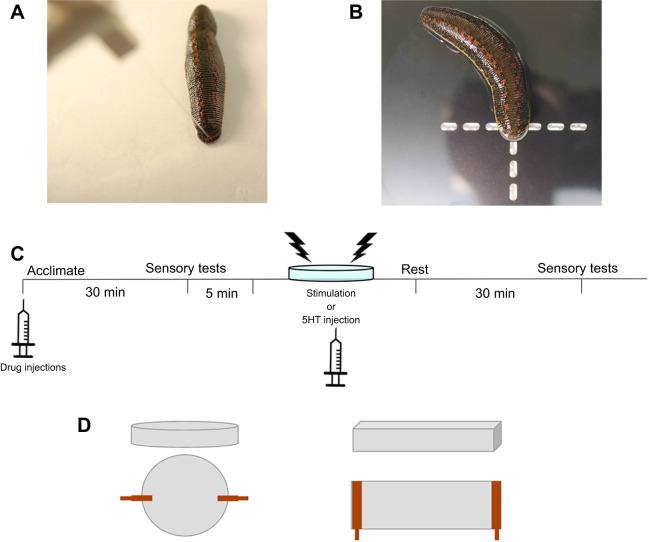 https://cdn.ncbi.nlm.nih.gov/pmc/blobs/3c35/9234501/d1d5dd4712c6/jexbio-225-243404-g1.jpg