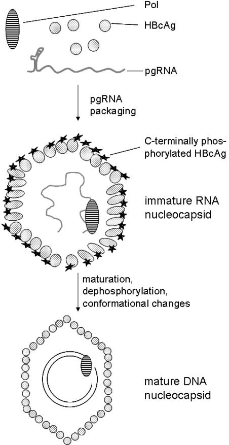 https://cdn.ncbi.nlm.nih.gov/pmc/blobs/3c3d/3185491/cb2dd218d21d/viruses-01-00185f3.jpg