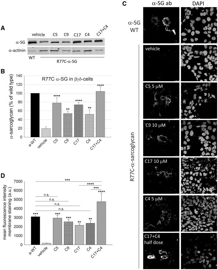 https://cdn.ncbi.nlm.nih.gov/pmc/blobs/3c41/5886177/1367f1c1a592/ddy013f3.jpg