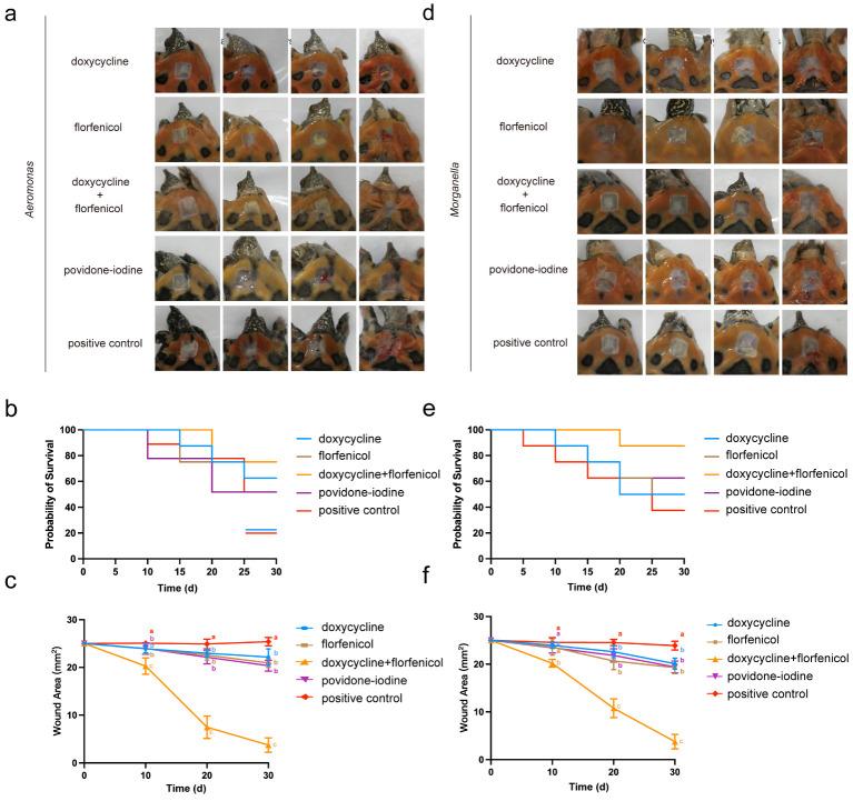 https://cdn.ncbi.nlm.nih.gov/pmc/blobs/3c46/12298653/c56712d8cf1d/vetsci-12-00611-g004.jpg