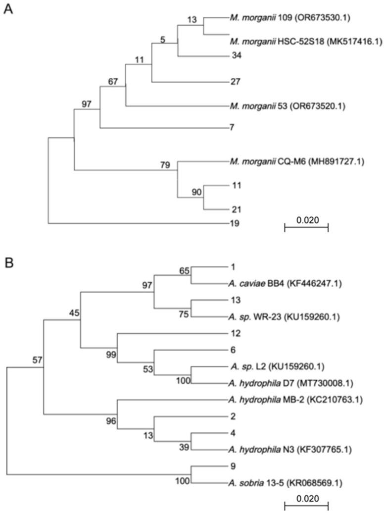 https://cdn.ncbi.nlm.nih.gov/pmc/blobs/3c46/12298653/e7b823e765a8/vetsci-12-00611-g002.jpg