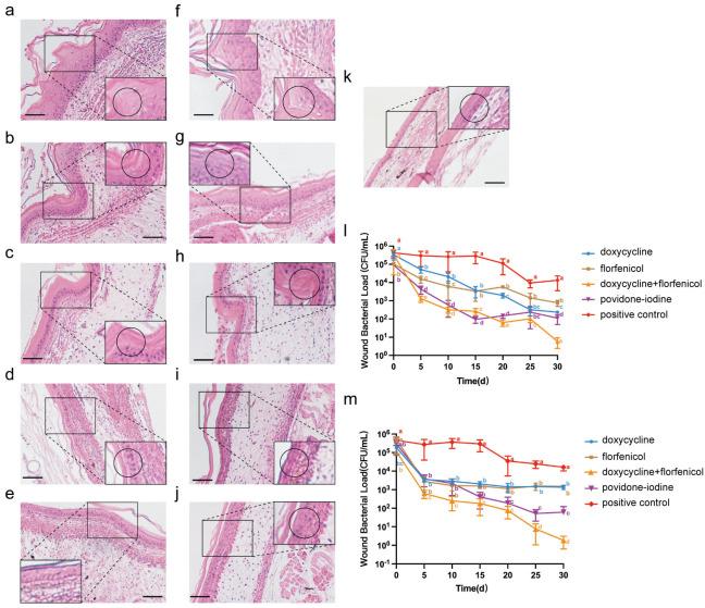 https://cdn.ncbi.nlm.nih.gov/pmc/blobs/3c46/12298653/efbbcef0d44f/vetsci-12-00611-g005.jpg