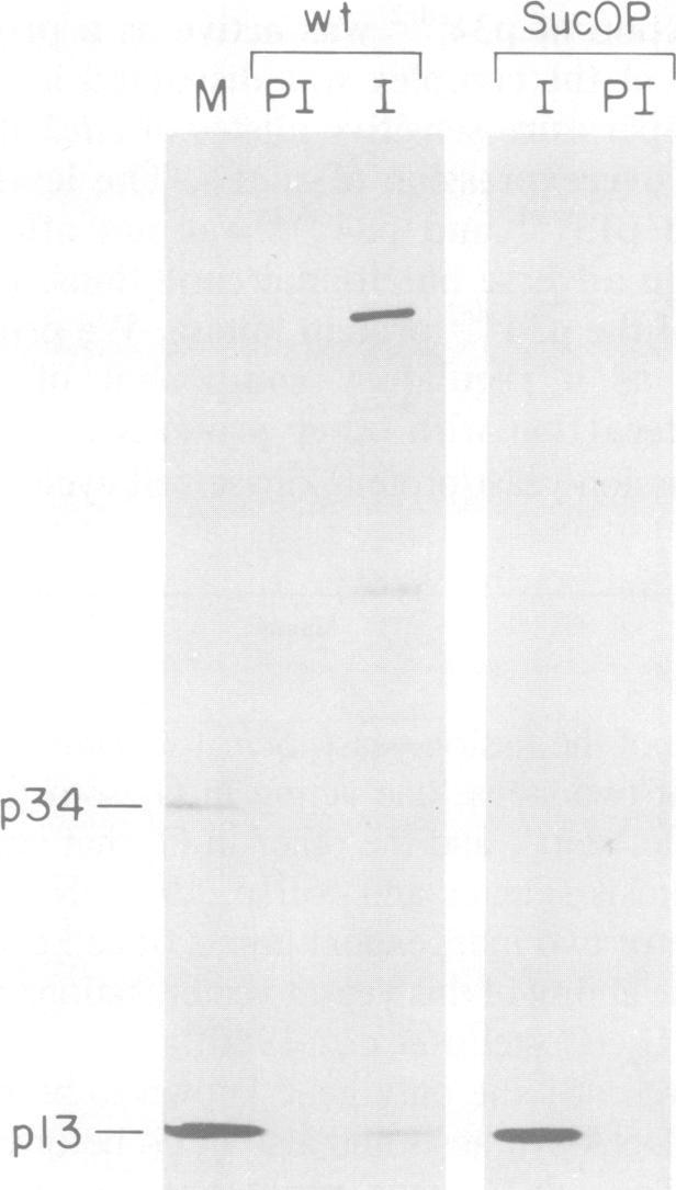 https://cdn.ncbi.nlm.nih.gov/pmc/blobs/3c48/553810/bb8a7f924e5b/emboj00251-0292-b.jpg
