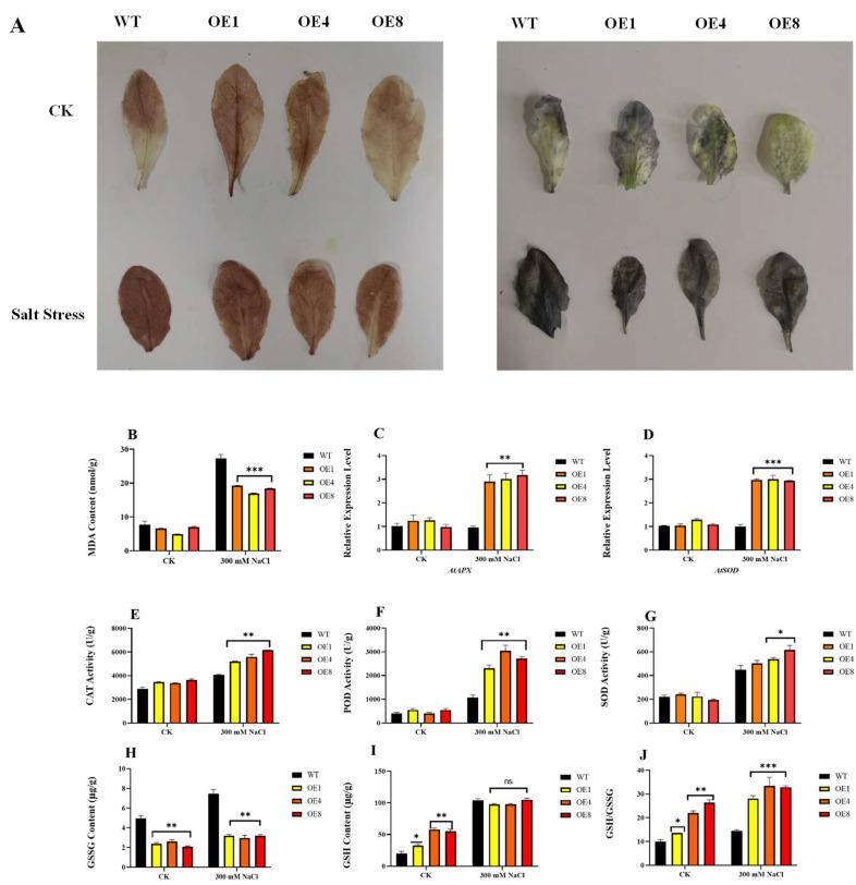 https://cdn.ncbi.nlm.nih.gov/pmc/blobs/3c4b/9025145/531110d18ebf/ijms-23-04357-g005.jpg
