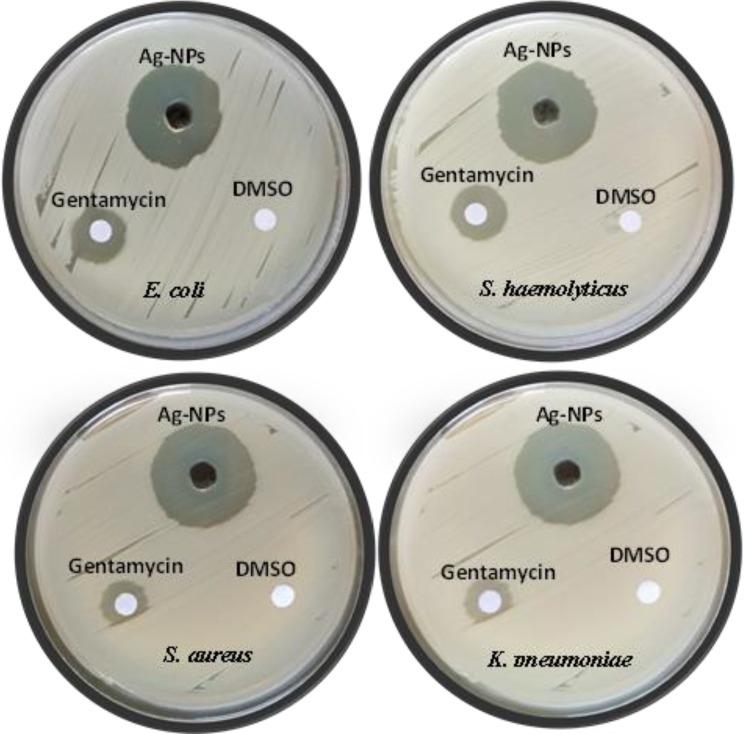 https://cdn.ncbi.nlm.nih.gov/pmc/blobs/3c4c/12077009/b18dfed35d5d/12896_2025_971_Fig5_HTML.jpg