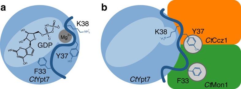 https://cdn.ncbi.nlm.nih.gov/pmc/blobs/3c4d/5216073/8a7044a9b085/ncomms14034-f6.jpg