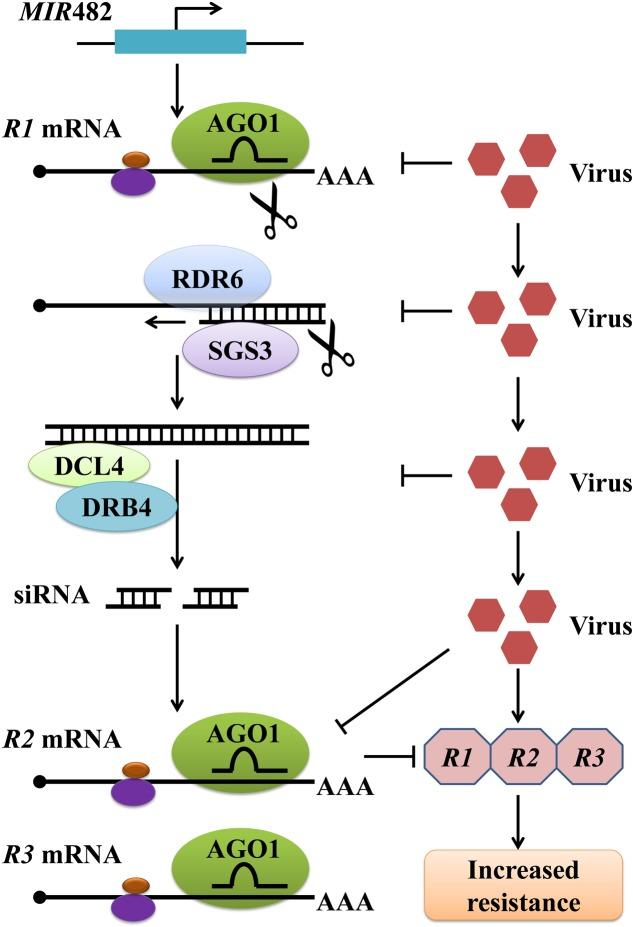 https://cdn.ncbi.nlm.nih.gov/pmc/blobs/3c4d/5611411/5712eefb0b7d/fmicb-08-01801-g002.jpg