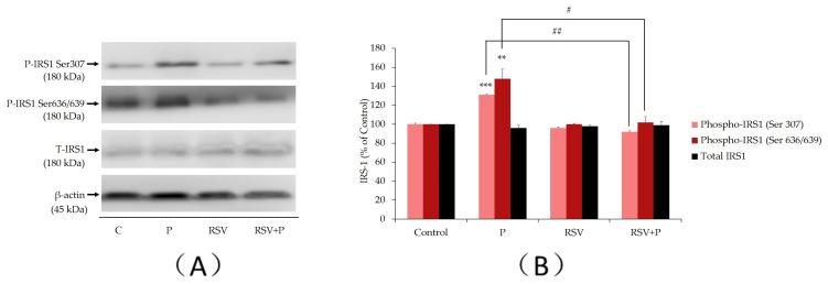 https://cdn.ncbi.nlm.nih.gov/pmc/blobs/3c52/7404286/78b655b9a2a2/ijms-21-04900-g001.jpg