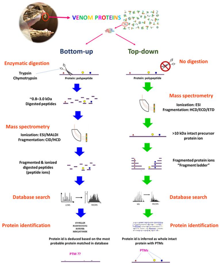 https://cdn.ncbi.nlm.nih.gov/pmc/blobs/3c53/9028316/7909cc715182/toxins-14-00247-g005.jpg