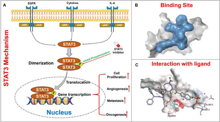 https://cdn.ncbi.nlm.nih.gov/pmc/blobs/3c55/11220551/0c4b99494675/gr2.jpg