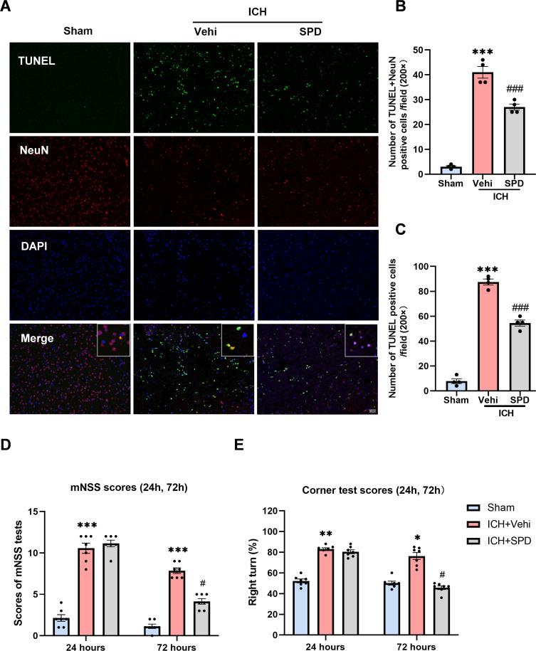 https://cdn.ncbi.nlm.nih.gov/pmc/blobs/3c58/12153962/531601893ff2/JIR-18-7401-g0007.jpg