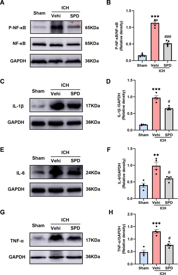 https://cdn.ncbi.nlm.nih.gov/pmc/blobs/3c58/12153962/6b001d518a2a/JIR-18-7401-g0003.jpg