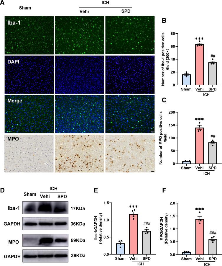 https://cdn.ncbi.nlm.nih.gov/pmc/blobs/3c58/12153962/d1db9583f268/JIR-18-7401-g0002.jpg