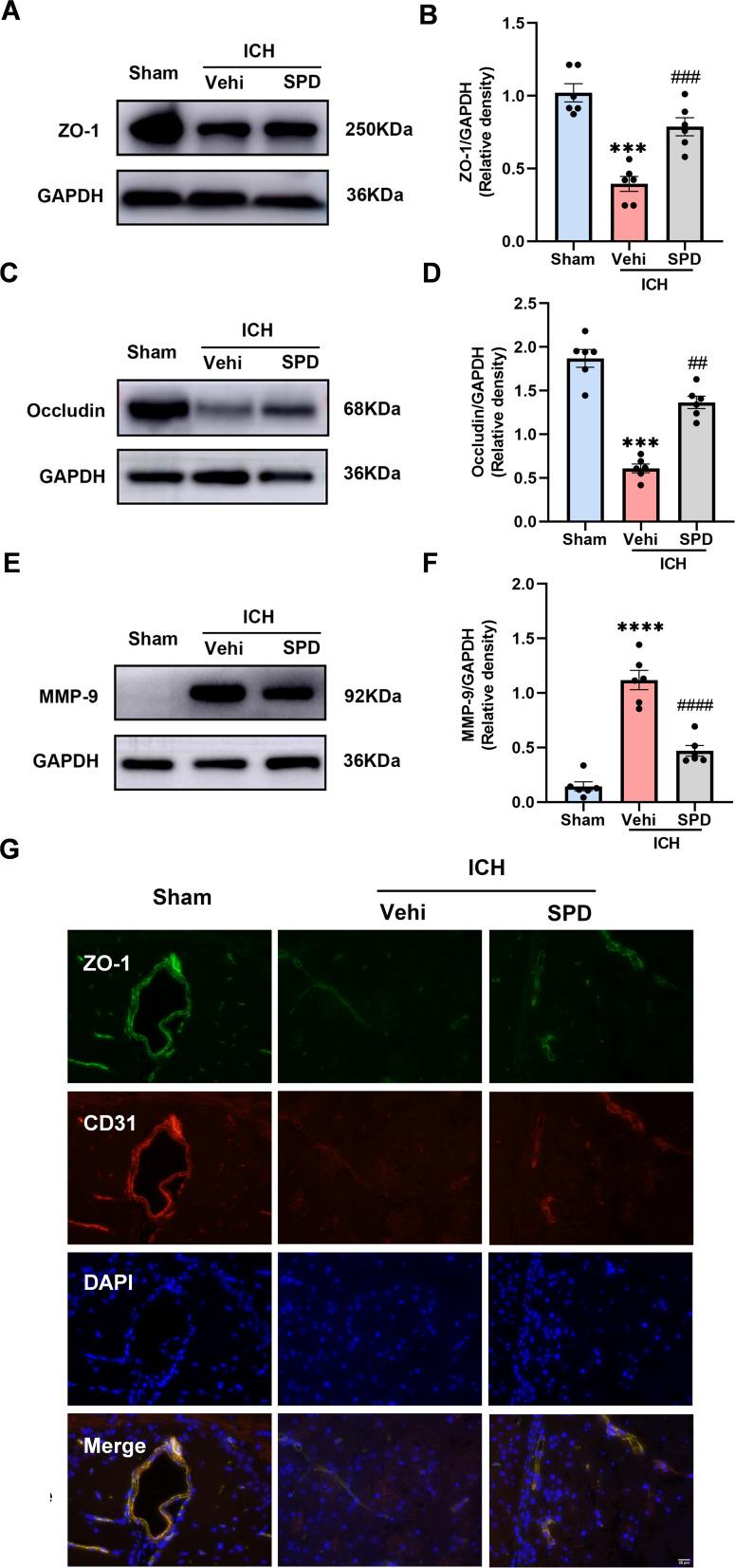 https://cdn.ncbi.nlm.nih.gov/pmc/blobs/3c58/12153962/f4c2305d28a7/JIR-18-7401-g0005.jpg