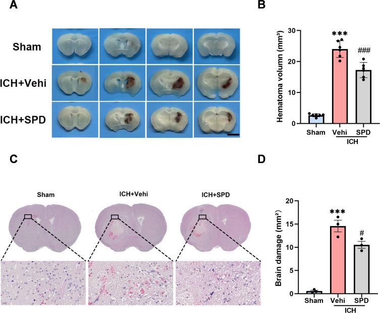https://cdn.ncbi.nlm.nih.gov/pmc/blobs/3c58/12153962/f7911ec12fc3/JIR-18-7401-g0001.jpg