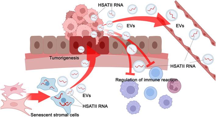 https://cdn.ncbi.nlm.nih.gov/pmc/blobs/3c5a/10236630/4cede275c85f/CAS-114-2230-g004.jpg