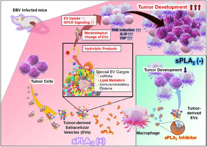 https://cdn.ncbi.nlm.nih.gov/pmc/blobs/3c5a/10236630/6bf3b3466e8c/CAS-114-2230-g003.jpg