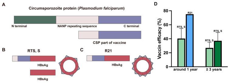 https://cdn.ncbi.nlm.nih.gov/pmc/blobs/3c5d/12115420/4d7d070d7a11/vaccines-13-00542-g003.jpg