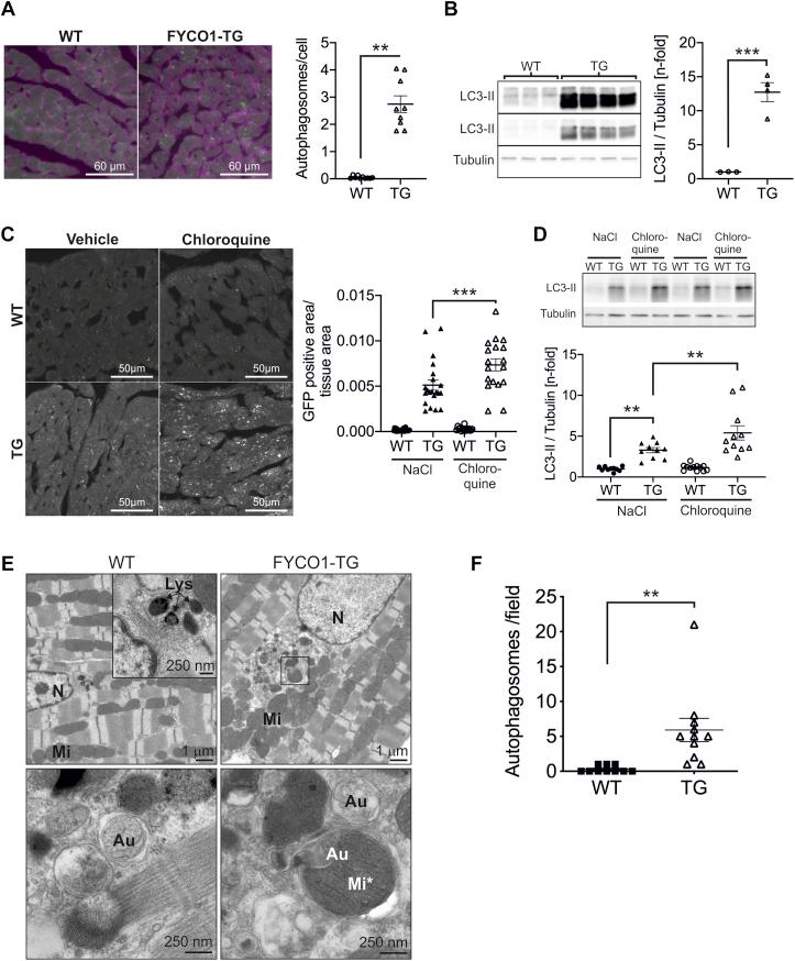 https://cdn.ncbi.nlm.nih.gov/pmc/blobs/3c5d/8093479/fcf6d96dbf14/gr6.jpg