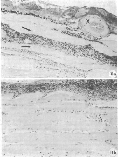 https://cdn.ncbi.nlm.nih.gov/pmc/blobs/3c66/380941/f3a8afaa26f5/applmicro00058-0101-a.jpg