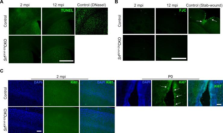 https://cdn.ncbi.nlm.nih.gov/pmc/blobs/3c69/10857791/03c622a431af/elife-95577-fig2-figsupp1.jpg