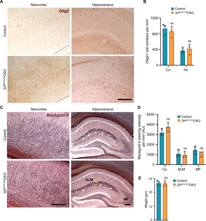 https://cdn.ncbi.nlm.nih.gov/pmc/blobs/3c69/10857791/419f216225e6/elife-95577-fig3-figsupp1.jpg