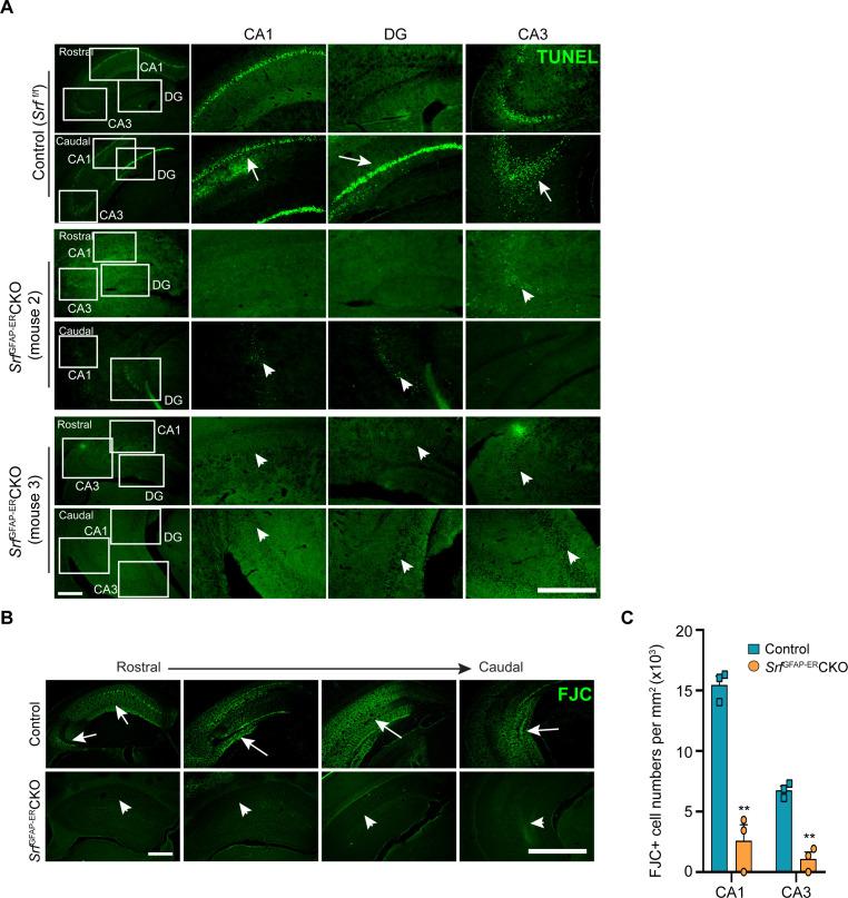https://cdn.ncbi.nlm.nih.gov/pmc/blobs/3c69/10857791/6e3d98f835ef/elife-95577-fig6-figsupp1.jpg
