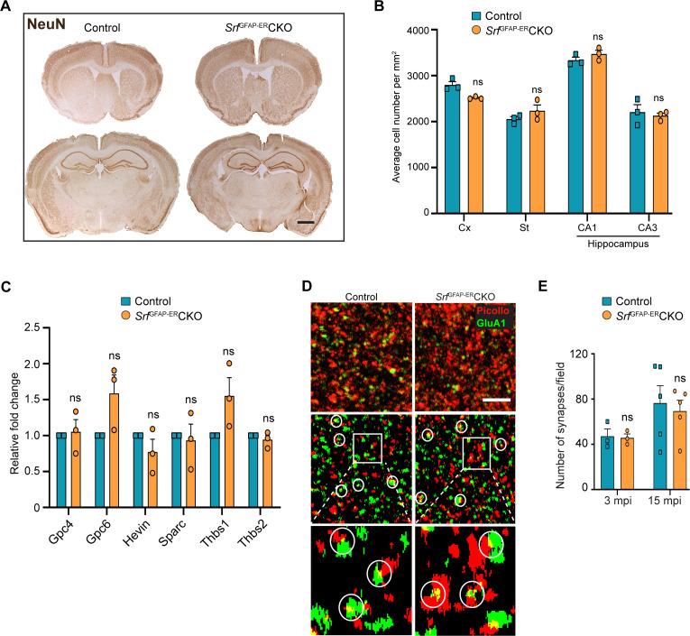 https://cdn.ncbi.nlm.nih.gov/pmc/blobs/3c69/10857791/ea06e21529b5/elife-95577-fig3.jpg