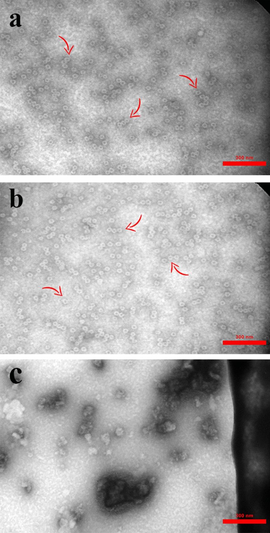 https://cdn.ncbi.nlm.nih.gov/pmc/blobs/3c6d/9960192/2e9c98499fa5/12934_2023_2043_Fig2_HTML.jpg