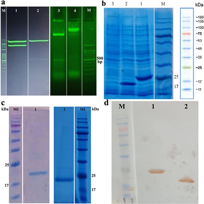 https://cdn.ncbi.nlm.nih.gov/pmc/blobs/3c6d/9960192/3c52ff15fb4d/12934_2023_2043_Fig1_HTML.jpg