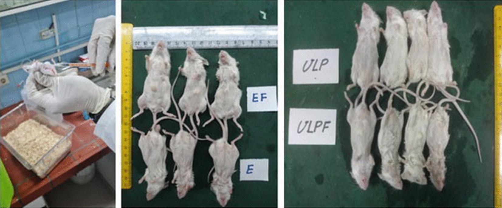 https://cdn.ncbi.nlm.nih.gov/pmc/blobs/3c6d/9960192/ae5d68773d3b/12934_2023_2043_Fig4_HTML.jpg