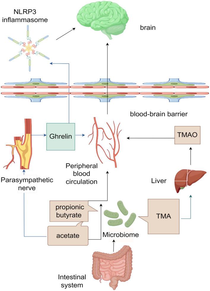 https://cdn.ncbi.nlm.nih.gov/pmc/blobs/3c6e/10915040/45ecccddd51f/fnins-18-1346184-g001.jpg
