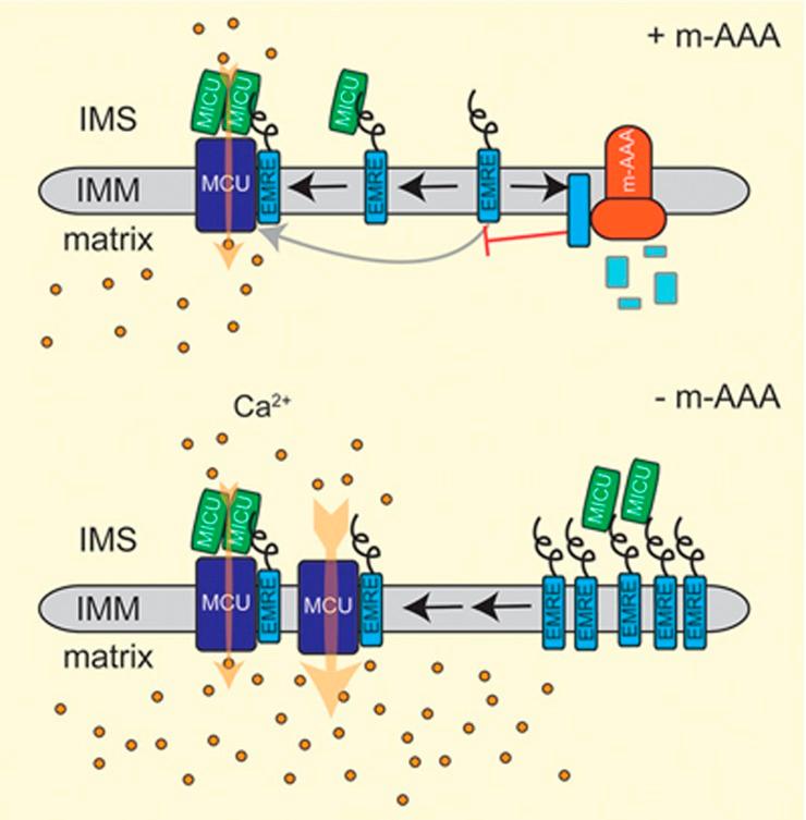 https://cdn.ncbi.nlm.nih.gov/pmc/blobs/3c72/5835776/2072b0380051/cr201817f2.jpg