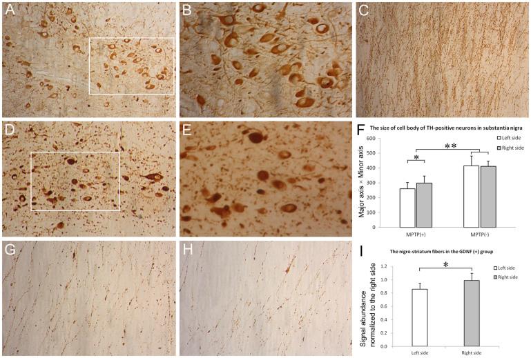 https://cdn.ncbi.nlm.nih.gov/pmc/blobs/3c74/4070584/b3d905ae4816/srep02786-f6.jpg